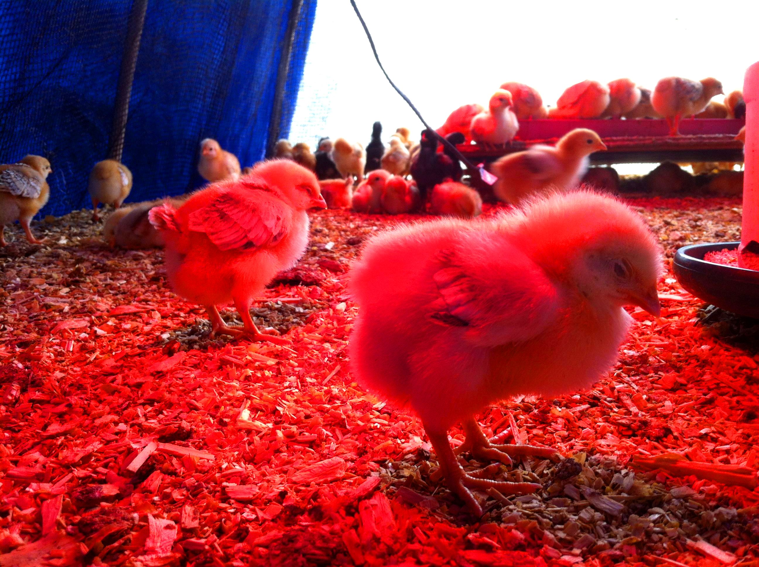 Красные птенцы. Красный цыпленок. Розовый цыпленок. Цыплята фото красивые. Лампа для цыплят красная.